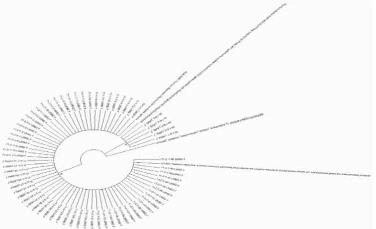 Figure 2.3. Neighbour-Joining tree based on the ATCO sequences (827 bp) obtained in this study and retrieved from  GenBank