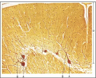 Figura 5. Cervelletto di uomo adulto. (A) Pirenofori delle cellule di Purkinje; (B) dendriti delle  cellule di Purkinje, la cui ricca arborizzazione si porta nello strato molecolare