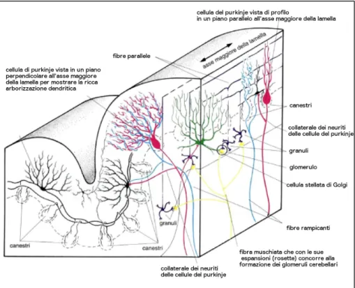 Figura 6. Dimostrazione schematica della disposizione spaziale degli elementi di una porzione  di corteccia cerebellare