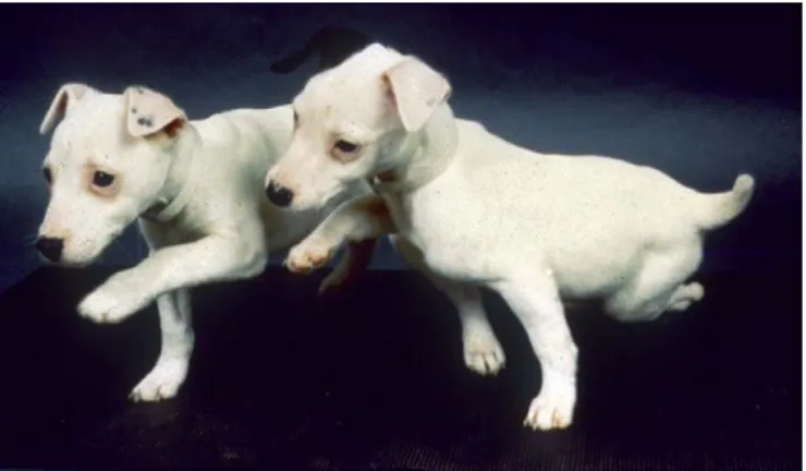 Figura 9. Cuccioli di Jack Russell terrier con ipermetria degli arti toracici. (Lorenz et al., 2011) 