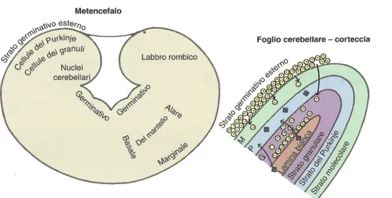 Figura 1. Schema dello sviluppo del cervelletto (de Lahunta et al., 2009) 