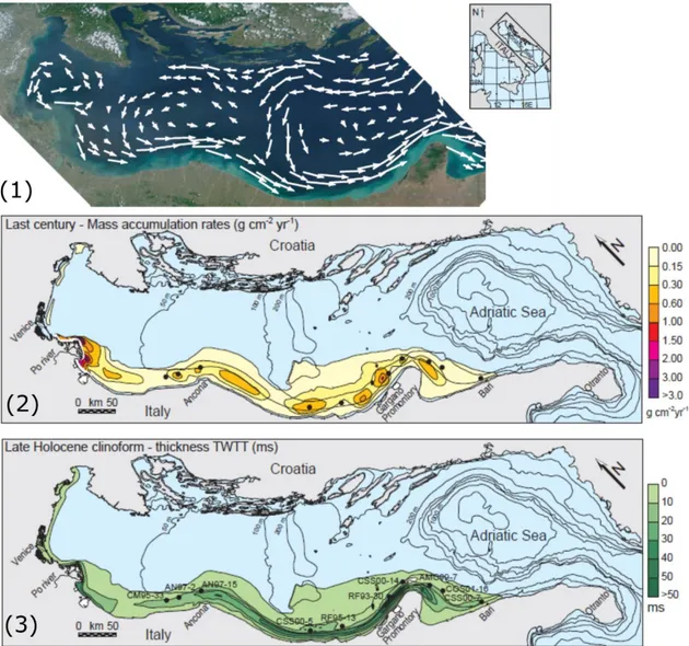Figure 10. Map of the Adriatic Sea: (1) surface circulation is indicated by the white  arrows; (2) mass accumulation rates (g cm -2  yr -1 ) within the clinoform; and (3) thickness 