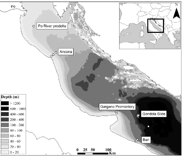 Fig.  1. Map of the Adriatic Sea indicating sediment sampling stations: the Po River prodelta,  Ancona, the Gargano Promontory, Bari and the Gondola slide