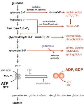 Fig.  4.  Glycolysis  with  debranching  synthetic  processes.  A  large  level  of  the  highly  active  tetrameric  form  correlates  with  high  levels  of  ATP  and  GTP,  high  ATP:ADP and GTP:GDP ratios as well as a high (ATP+GTP):(UTP+CTP) ratio