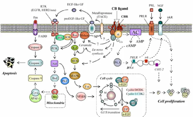 Figure 8.  Central growth factor signaling pathways in tumor cells involved in the molecular mechanisms of cannabinoid  action