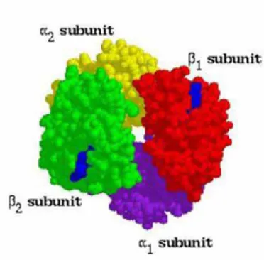 Fig 9. human haemoglobin structure.