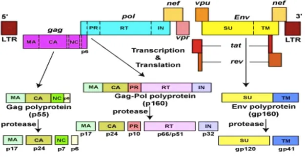 Figura 2: Rappresentazione del genoma di HIV 