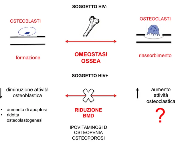 Figura 9: Omeostasi ossea in soggetti sani e in soggetti sieropositivi 