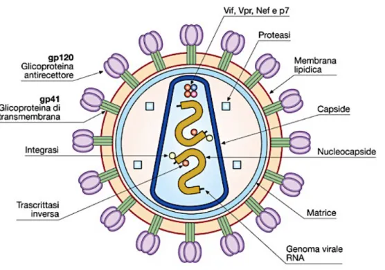 Figura 1: Struttura di HIV 