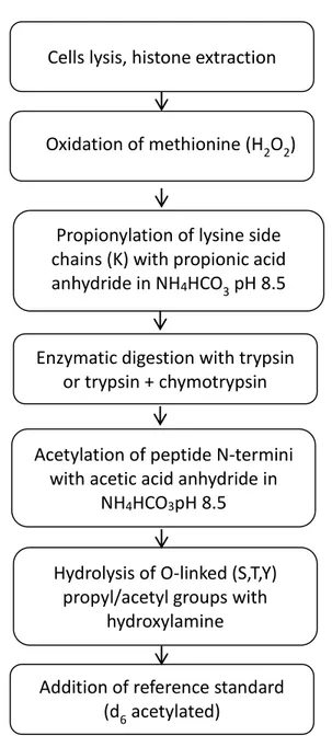 Fig. 1. Scheme of the sample preparation procedure for the site-specific quantification of lysine  acetylation in the N-terminal tail of murine histone H4 obtained from RAW 264.7 cells