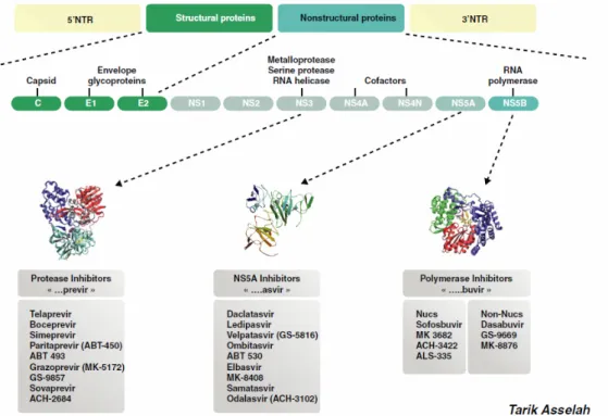 Fig. 5 Farmaci antivirali ad azione diretta per il trattamento dell’infezione cronica da HCV (tratta  da [83])