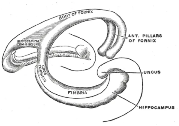 Figura 3: struttura del fornice. 