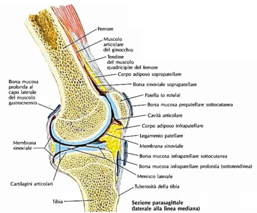 Figura 1.6 – Articolazione del ginocchio in sezione sagittale. 	