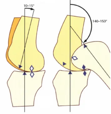 Figura  2.6  –  Rotolamento  puro  del  ginoccho  durante la flessione. 	