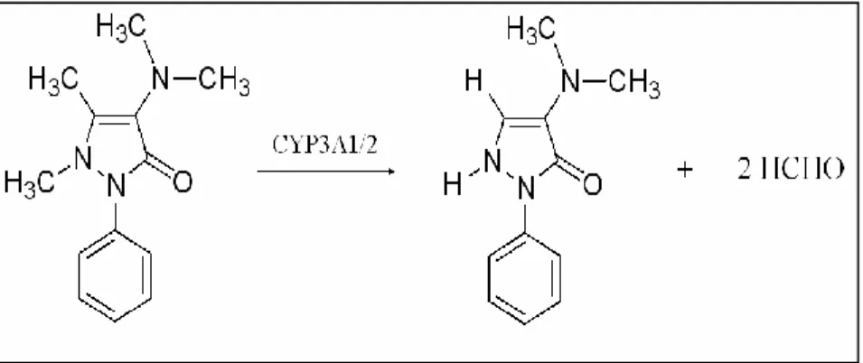 Figura 3.1. Metabolismo dell’amminopirina da parte dell’isoforma CYP3A1/2. 