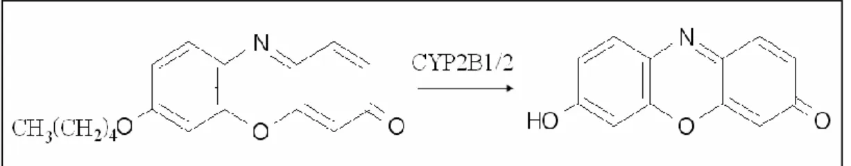 Figura 3.3. Metabolismo della pentossiresorufina a resorufina ad opera dell’isoforma  CYP2B1/2