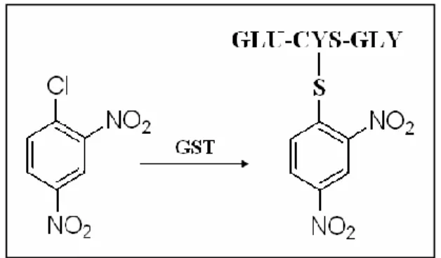 Figura 3.7. Coniugazione del CDNB con glutatione. 