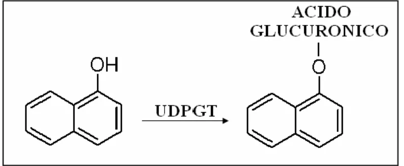 Figura 3.8. Glucuronoconiugazione dell’1-naftolo. 