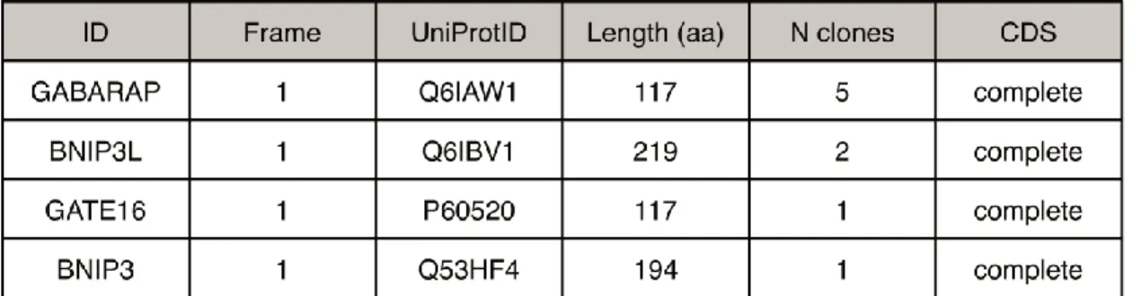 Figure 13. Most represented CDH6 interactors from the Membrane Yeast Two Hybrid assay