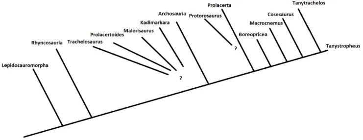 fig. 4.1 Cladogramma delle relazioni filogenetiche dei 