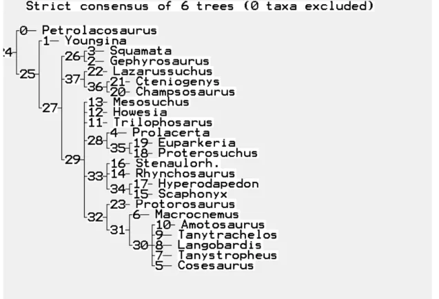 fig.  4.7  Strict  consensus  tree  costruito  sull'insieme  dei  sei  cladogrammi  ottenuti  dalla  matrice  di  Dilkes modificata  