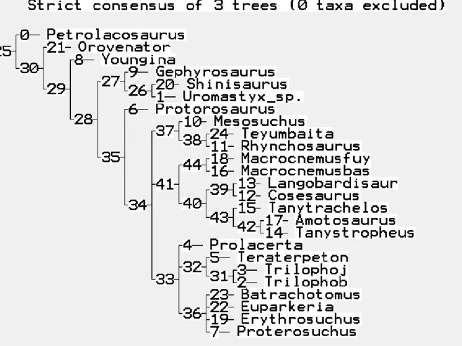 fig.  4.9  Strict  consensus  tree  costruito  sull'insieme  dei  tre  cladogrammi  ottenuti  dalla  matrice  di  Pritchard et
