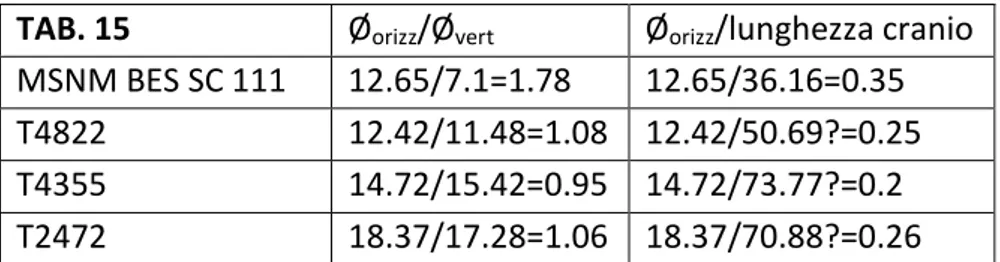 TAB. 15  Ø orizz /Ø vert Ø orizz /lunghezza cranio  MSNM BES SC 111  12.65/7.1=1.78  12.65/36.16=0.35  T4822  12.42/11.48=1.08  12.42/50.69?=0.25   T4355  14.72/15.42=0.95  14.72/73.77?=0.2  T2472  18.37/17.28=1.06  18.37/70.88?=0.26 