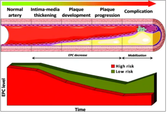 Fig. 4: progressione della placca aterosclerotica e livello delle EPCs (Fadini, 2012) 