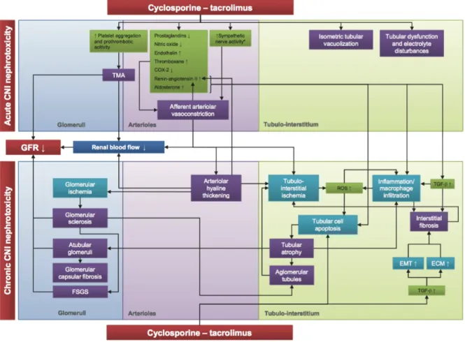 Figure 1: Schematic representation of the etiology of calcineurin inhibitor nephrotoxicity