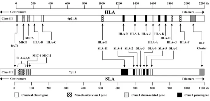 Figure 2a: Comparative genomic organization of the human and swine major histocompatibility complex class I region