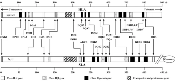 Figure  2b:  Comparative  genomic  organization  of  the  human  and  swine  major  histocompatibility  complex  class  II  region