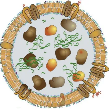 Figure 5: Simplification of the structure and composition of the exosome Inside there are proteins and nucleic acid