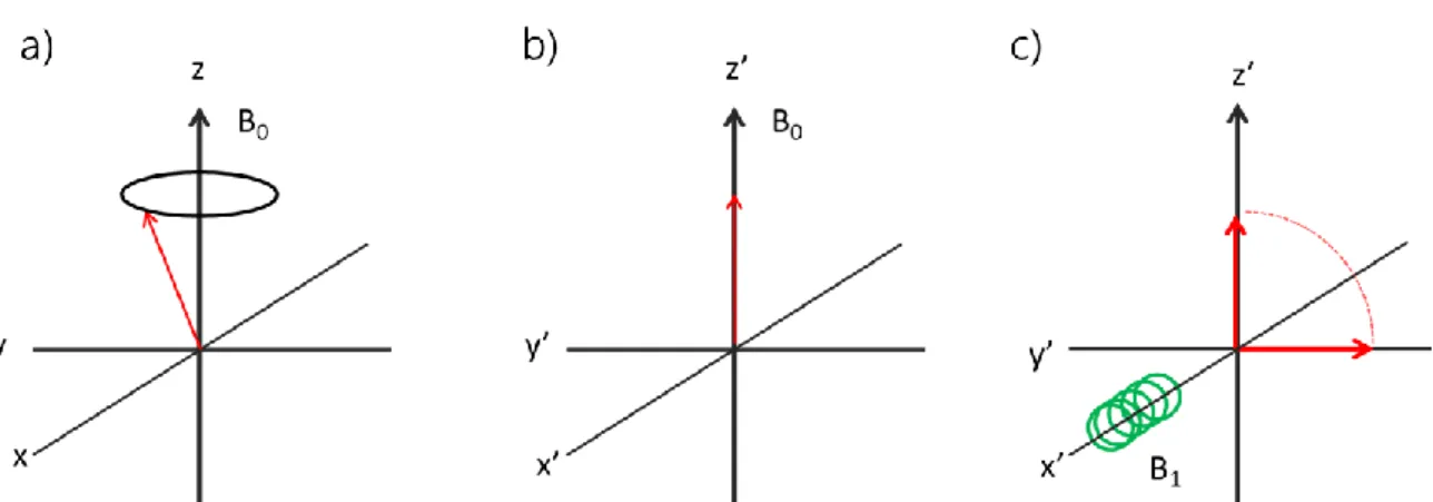 Figure  2.2  Behaviour  of  the  bulk  magnetization  (M):  a)  at  equilibrium  in  laboratory  frame  of  reference;  b)  at  equilibrium in the rotating frame of reference; c) application of a B 1  to displace the magnetization from the equilibrium