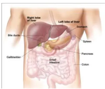 Figure 2: Liver in human body (http://www.ncbi.nlm.nih.gov/pubmedhealth/PMHT0018957/)
