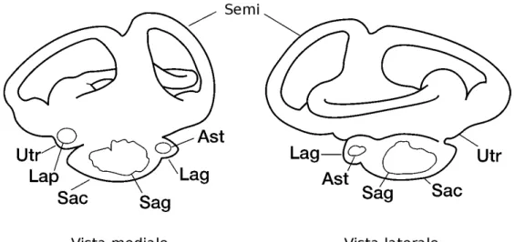 Figura 1.2: Posizione degli otoliti e delle membrane nell’orecchio interno: Ast, asterisco;