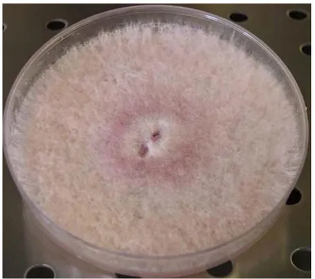 Tabella 2.1: Elenco dei ceppi di F. poae testati nel saggio Petri-dish. 
