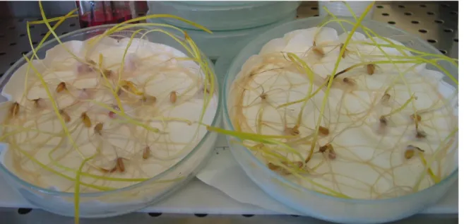 Figura  2.3: Allestimento  del  saggio  Petri-dish  (Purahong  et  al.,  2012) su  sementi  di  frumento  duro cv