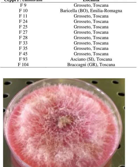 Tabella 3.1: Elenco dei ceppi di F. culmorum testate nel saggio Petri-dish. 