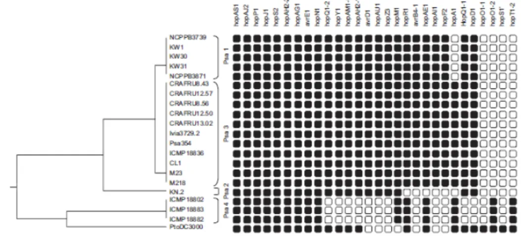 Fig. 1.10. Analisi PCR della presenza/assenza dei geni per le proteine effettrici del sistema di  secrezione di tipo III di 4 popolazioni di Psa ed il corrispettivo dendrogramma dei ceppi  relazionati con analisi UPMGA