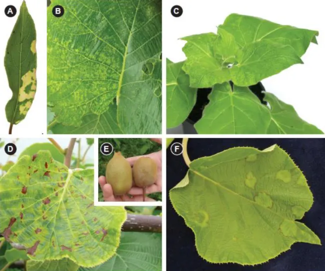 Fig. 2.1 A. Symptomatic leaf of Actinidia glaucophyla infected with Alfalfa mosaic virus