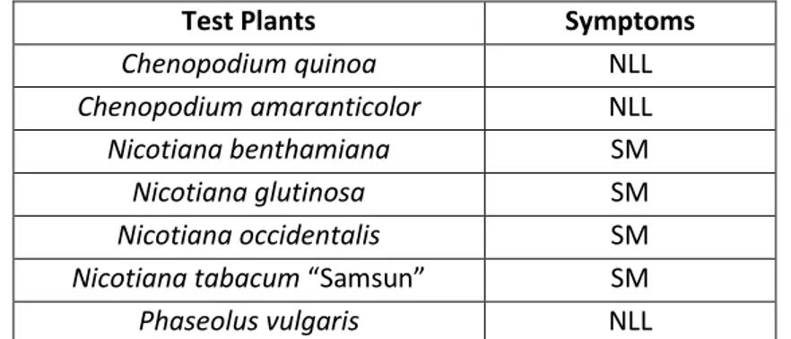Table 3.2: Reaction of test-plants, inoculated with Cucumber mosaic virus isolates from  kiwifruit plant