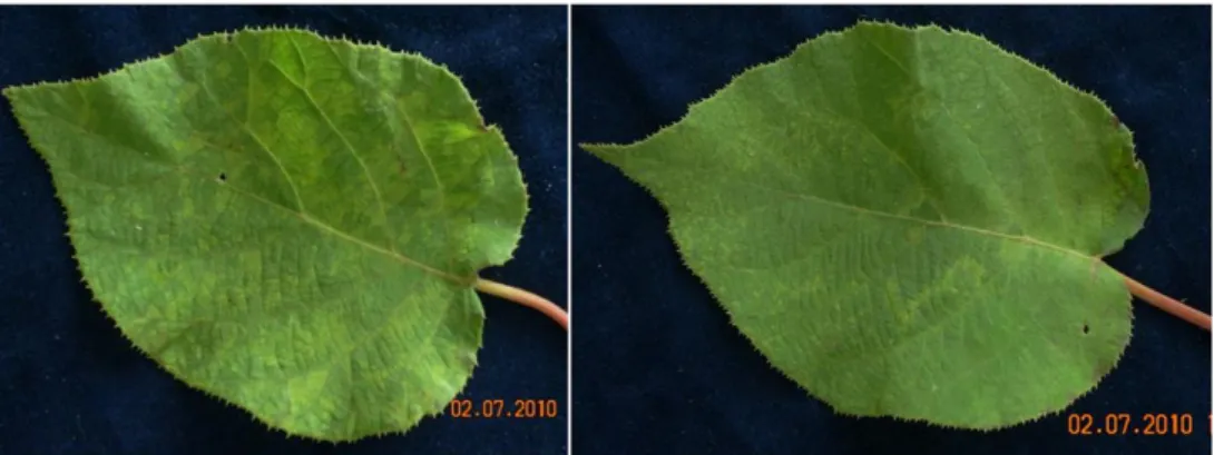 Fig 3.1a: Natural symptoms on A. chinensins. Chlorotic spot, mosaic and leaf yellowing were  observed