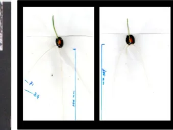 Figura  7.  A  sinistra,  esempio  di  bustina  utilizzata  per la germinazione dei semi di frumento