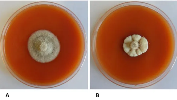 Figure 1: Influence of temperature on Neofabrea alba mycelium growth at 15°C (A) and 25°C (B)