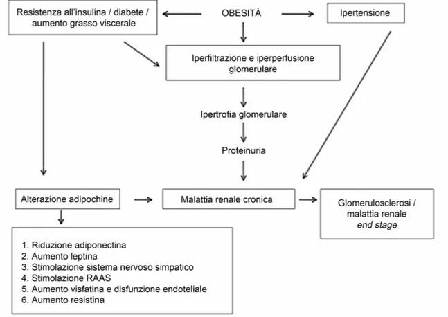 Figura  2.5:  Rappresentazione  dei  meccanismi  patofisiologici  che  conducono  allo  sviluppo  di  glomerulopatia obesità-dipendente