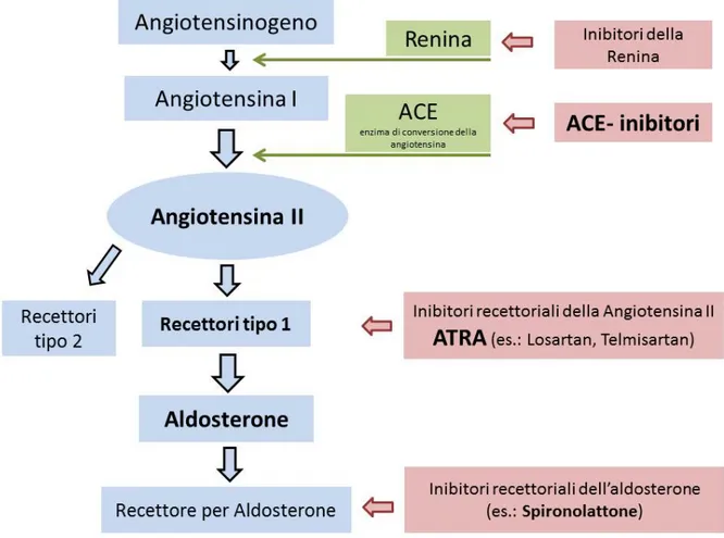 Figura  4.1:  Rappresentazione  delle  categorie  di  farmaci  utilizzati  nellʼinibizione  del  RAAS  e  del loro rispettivo sito di azione