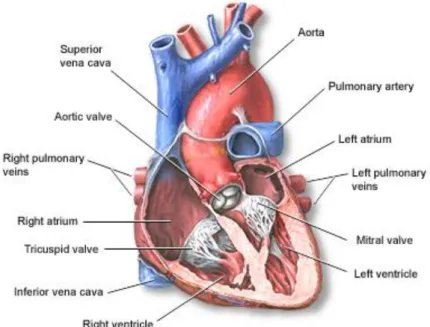 Figure 1.1 - Longitudinal section of heart. Source: Medline Plus. (2013). Heart, section  through the middle [Online]