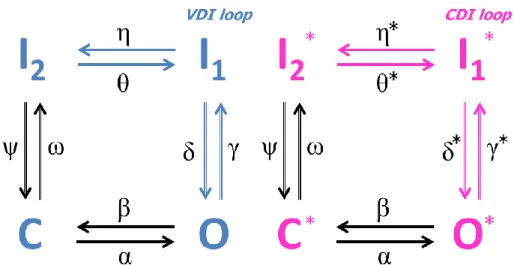 Figure 3.5: VDI (blue) and CDI (pink) loops. Activation and recovery rates (black) are the same in  the two loops, while inactivation rates are 10 times faster in the CDI loop