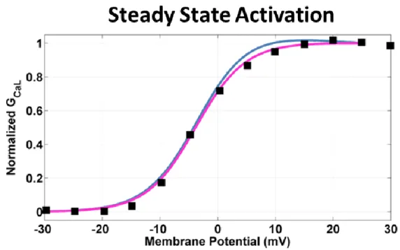 Figure  3.8:  Comparison  of  I CaL   steady  state  activation  curves:  original  ORd  model  (blue  line),  modified ORd model (pink line) and experimental data from  [18] (black squares)