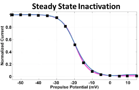 Figure  3.9:  Comparison  of  I CaL   steady  state  inactivation curves:  original  ORd  model  (blue line),  modified ORd model (pink line) and experimental data from  [18] (black squares)